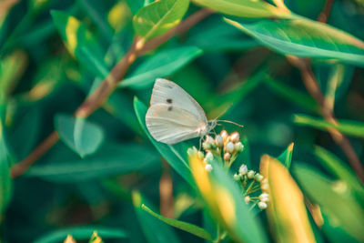 High angle view of butterfly pollinating on flowers