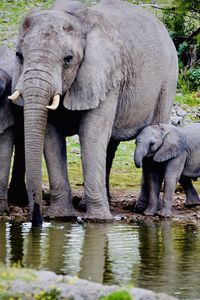 View of elephant drinking water in lake