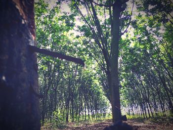 Low angle view of bamboo trees in forest