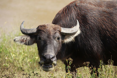 Buffalo half full eating grass, waterfront.