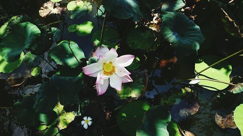 Close-up of flowers growing in water