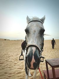 Close-up of horse standing at beach against sky
