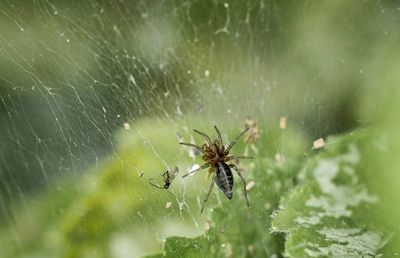 Close-up of spider on web