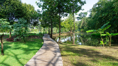 Footpath amidst trees