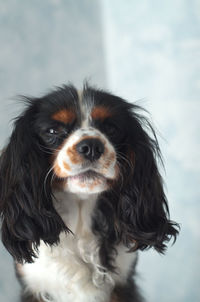 Close-up portrait of dog