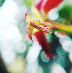 Close-up of flower