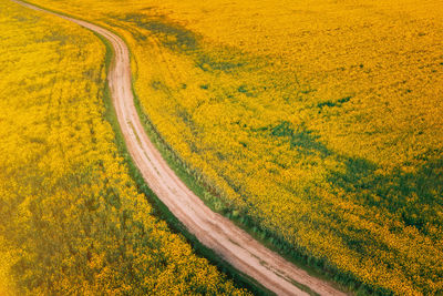 Close-up of yellow flowering plants on field