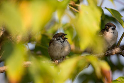 Close-up of birds perching on plant