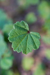 Close-up of green leaves on plant