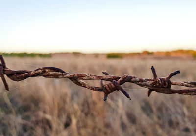 Close-up of barbed wire fence against clear sky