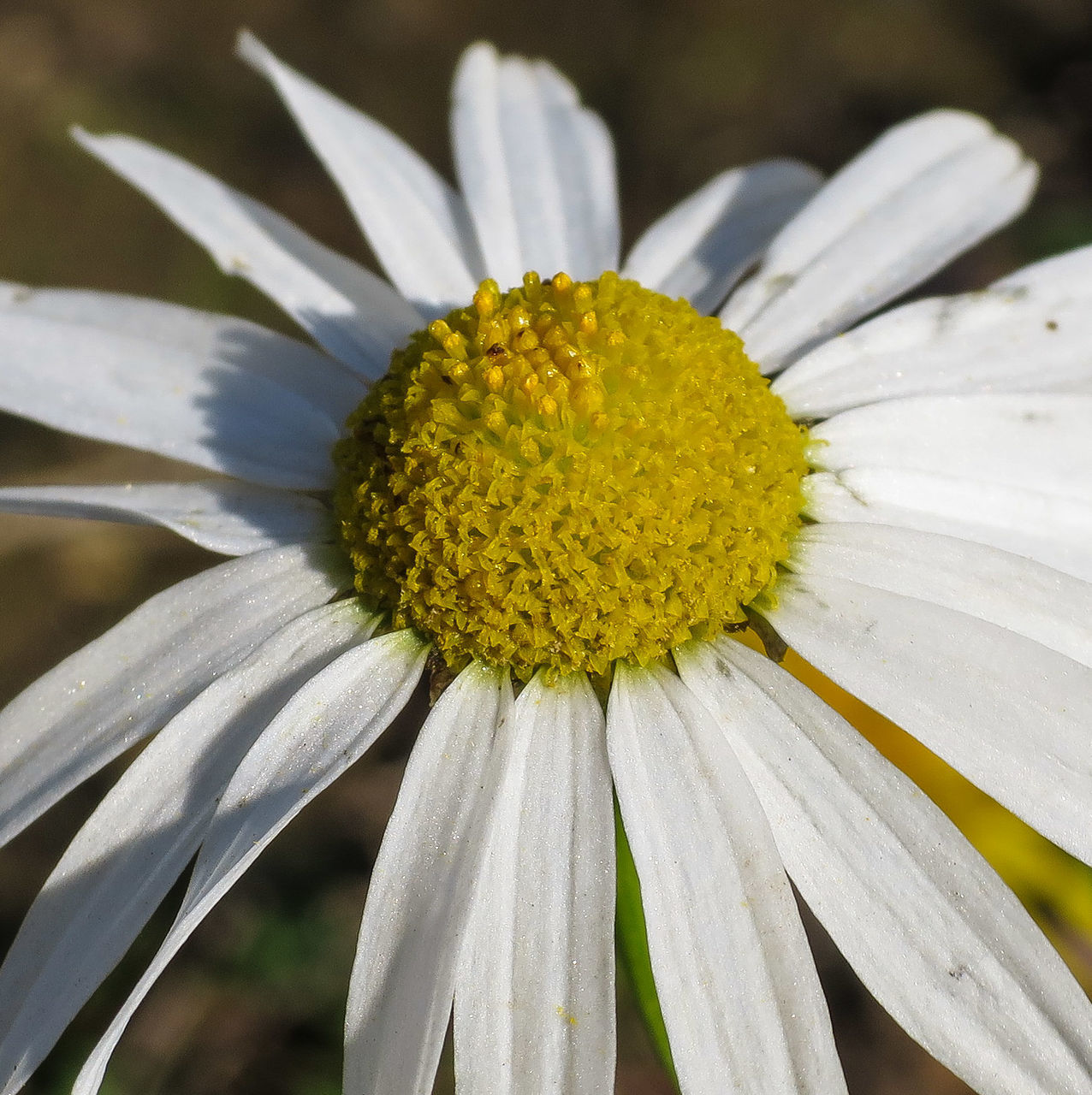 flower, freshness, flower head, fragility, petal, yellow, growth, beauty in nature, close-up, single flower, nature, pollen, white color, blooming, plant, in bloom, daisy, focus on foreground, stamen, selective focus