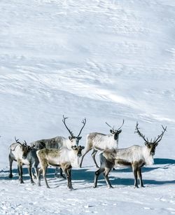 Horses on snow covered land