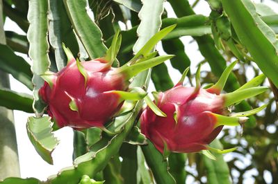 Close-up of red berries growing on tree