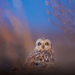 Portrait of owl perching outdoors