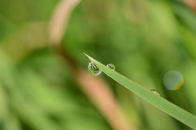 Close-up of grasshopper on leaf