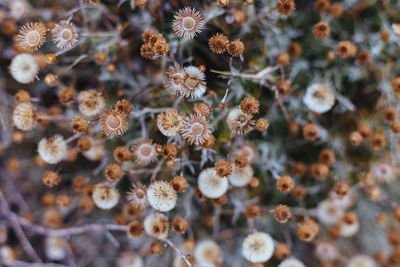 High angle view of flowering plants on land