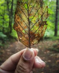 Close-up of hand holding autumn leaf
