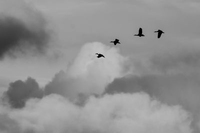 Low angle view of birds flying against sky