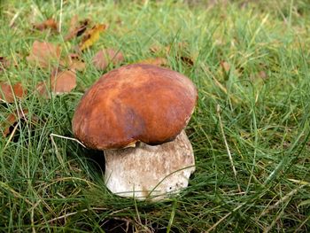 Close-up of mushroom growing on field