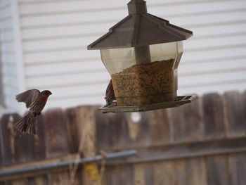 Side view of a bird against blurred fence