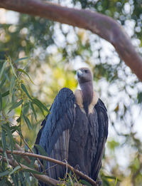 Low angle view of eagle perching on branch