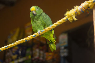 Close-up of parrot perching on rope