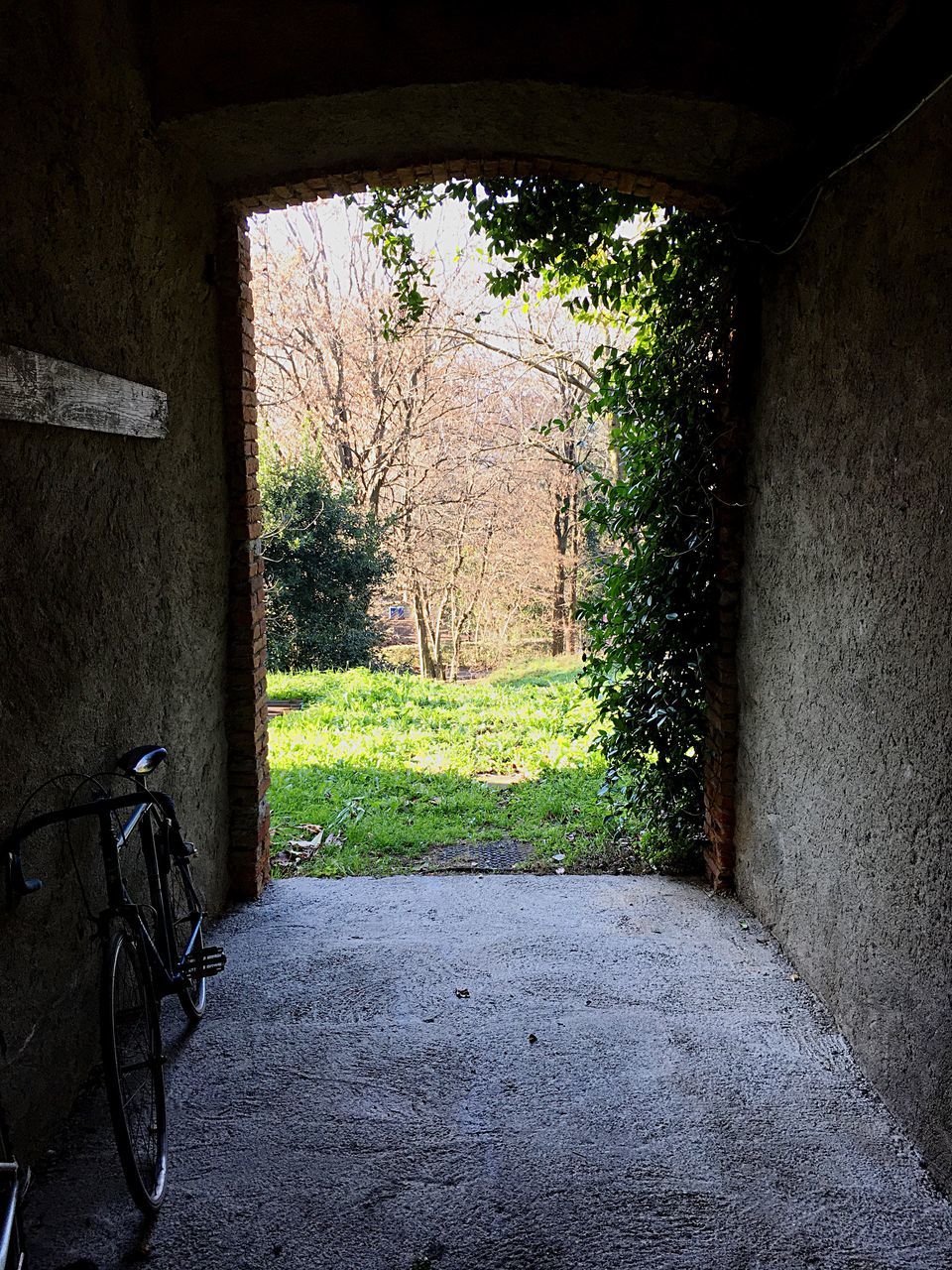 bicycle, transportation, tree, land vehicle, mode of transport, grass, day, outdoors, no people, nature, sky