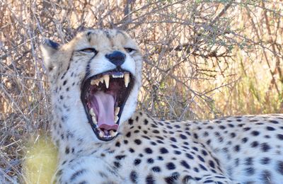 Close-up of a cat yawning