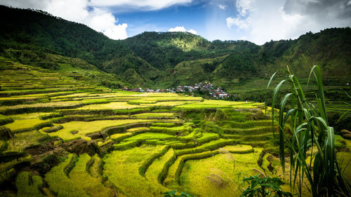 Scenic view of rice field against sky