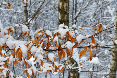 Close up view of a linden branch with autumn leaves in a winter landscape