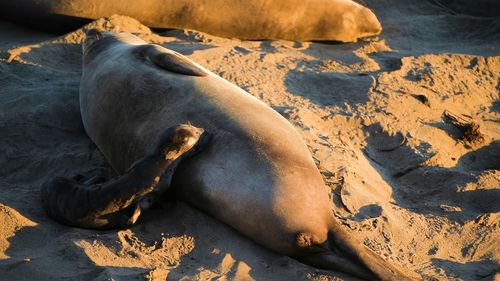 High angle of sea lion on the beach