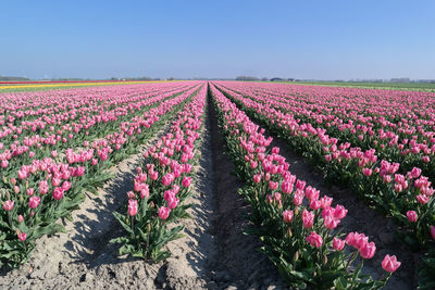 Pink flowering plants on field against sky