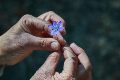 Close-up of hand holding purple flower