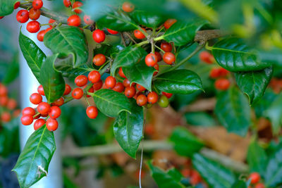 Close-up of berries growing on tree