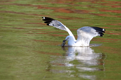 View of swan in water