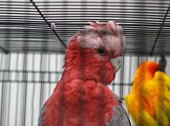 Close-up of a parrot in cage