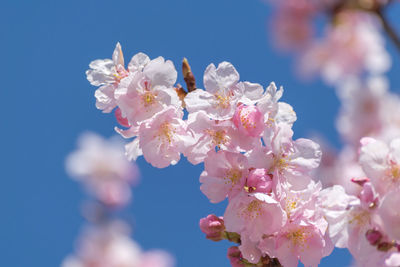 Close-up of fresh pink flowers blooming on tree against sky