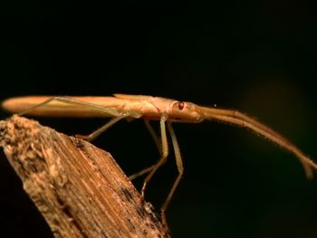Close-up of insect on wood against black background