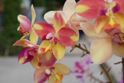 Close-up of pink flowers