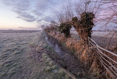 Tree on field against sky during sunset