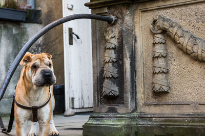 Dog standing by built structure in city