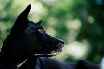 Close-up of black dog looking away