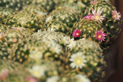 Close-up of cactus plant