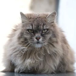 Close-up portrait of a cat