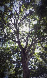 Low angle view of trees