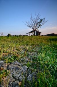 Scenic view of field against clear sky