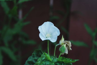 Close-up of white flowers blooming outdoors