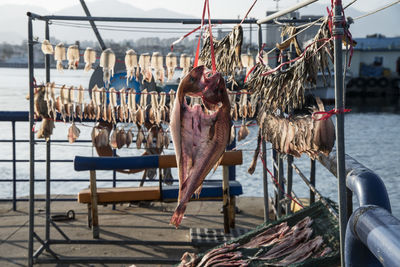 Fish drying on rack at harbor