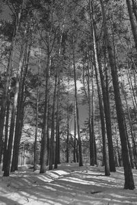 Trees in forest during winter