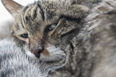 A bleary-eyed cat is looking at me
